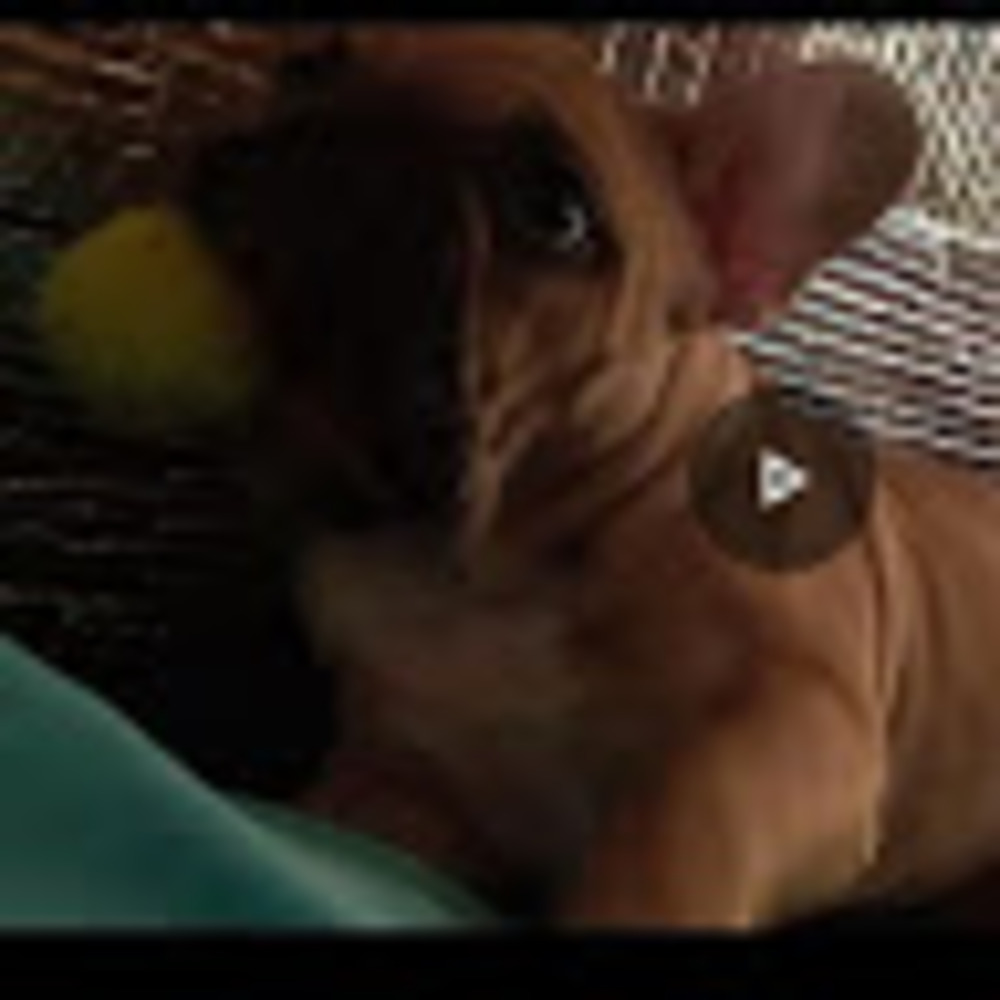 Meet your Posher, Chas